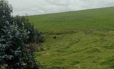 Se Vende finca de 110 hectáreas En Cayambe Pichincha Ecuador para proyecto se vende en su totalidad