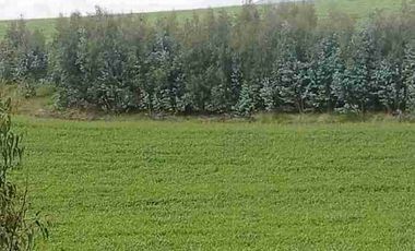 Se Vende finca de 110 hectáreas En Cayambe Pichincha Ecuador para proyecto se vende en su totalidad