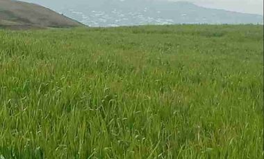 Se Vende finca de 110 hectáreas En Cayambe Pichincha Ecuador para proyecto se vende en su totalidad