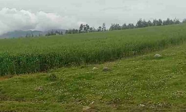 Se Vende finca de 110 hectáreas En Cayambe Pichincha Ecuador para proyecto se vende en su totalidad