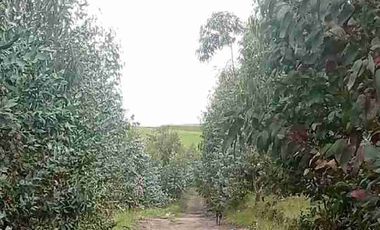 Se Vende finca de 110 hectáreas En Cayambe Pichincha Ecuador para proyecto se vende en su totalidad