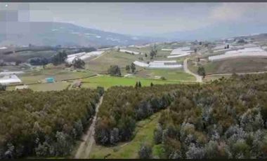 Se Vende finca de 110 hectáreas En Cayambe Pichincha Ecuador para proyecto se vende en su totalidad