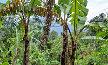 tanah super datar view gunung dan dekat dengan wisata jatiluih