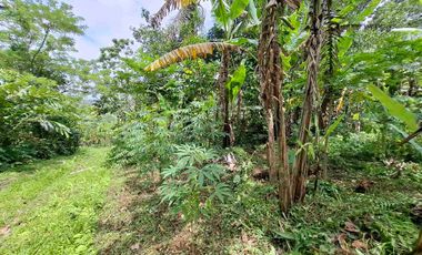 tanah super datar view gunung dan dekat dengan wisata jatiluih