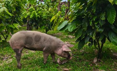 Vendo casa de campo a 20 minutos de Santo Domingo.