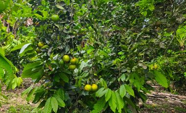 Vendo casa de campo a 20 minutos de Santo Domingo.