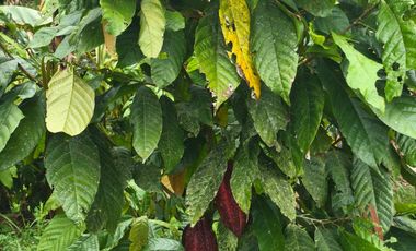 Vendo casa de campo a 20 minutos de Santo Domingo.