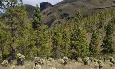 se vende finca de 3.000 hectáreas en el Angel Carchi Ecuador