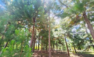 SE VENDE TERRENO CON CASA DE CAMPO EN OXAPAMPA CON VISTA Y SALIDA AL RIO CHOROBAMBA Y CON PARCELA AGRICOLA