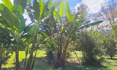 SE VENDE TERRENO CON CASA DE CAMPO EN OXAPAMPA CON VISTA Y SALIDA AL RIO CHOROBAMBA Y CON PARCELA AGRICOLA