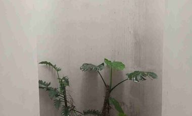 Rumah di sewakan di Pondok Kelapa Jakarta Timur