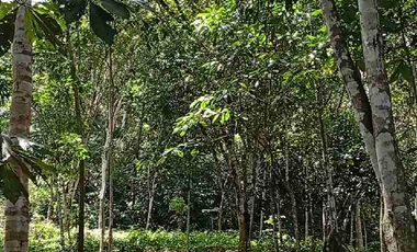 Tu casa de campo Aquí