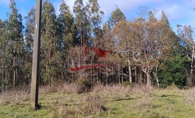 Terreno con 15 hectareas un Puyangue Comuna de Carahue, Región de la Araucanía.