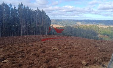 Terreno con 15 hectareas un Puyangue Comuna de Carahue, Región de la Araucanía.