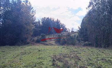 Terreno con 15 hectareas un Puyangue Comuna de Carahue, Región de la Araucanía.