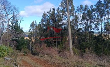 Terreno con 15 hectareas un Puyangue Comuna de Carahue, Región de la Araucanía.
