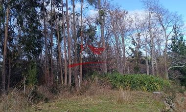 Terreno con 15 hectareas un Puyangue Comuna de Carahue, Región de la Araucanía.