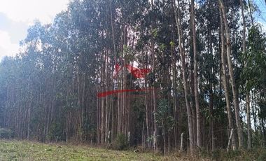Terreno con 15 hectareas un Puyangue Comuna de Carahue, Región de la Araucanía.