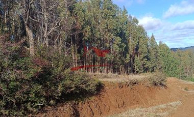 Terreno con 15 hectareas un Puyangue Comuna de Carahue, Región de la Araucanía.