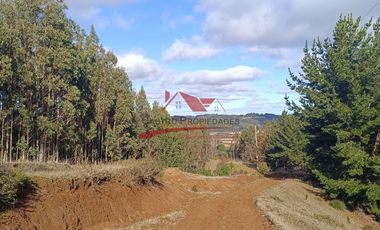 Terreno con 15 hectareas un Puyangue Comuna de Carahue, Región de la Araucanía.