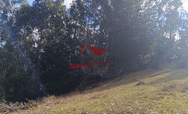 Terreno con 15 hectareas un Puyangue Comuna de Carahue, Región de la Araucanía.