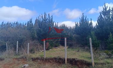 Terreno con 15 hectareas un Puyangue Comuna de Carahue, Región de la Araucanía.