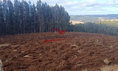 Terreno con 15 hectareas un Puyangue Comuna de Carahue, Región de la Araucanía.