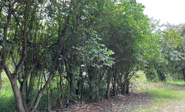 🔥 REMATE: 2 LOTES EN MORALES 320 m² TOTAL – CON TASACIÓN Y LISTOS PARA TRANSFERENCIA