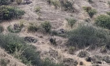 🌿 OPORTUNIDAD DE INVERSIÓN RURAL EN MARCHIGÜE 🌿 🍇 Campo con potencial para VIÑEDO, OLIVOS o PARCELACIÓN