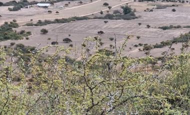 🌿 OPORTUNIDAD DE INVERSIÓN RURAL EN MARCHIGÜE 🌿 🍇 Campo con potencial para VIÑEDO, OLIVOS o PARCELACIÓN
