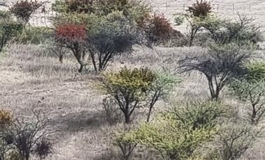 🌿 OPORTUNIDAD DE INVERSIÓN RURAL EN MARCHIGÜE 🌿 🍇 Campo con potencial para VIÑEDO, OLIVOS o PARCELACIÓN