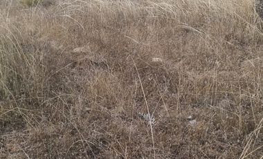 🌿 OPORTUNIDAD DE INVERSIÓN RURAL EN MARCHIGÜE 🌿 🍇 Campo con potencial para VIÑEDO, OLIVOS o PARCELACIÓN