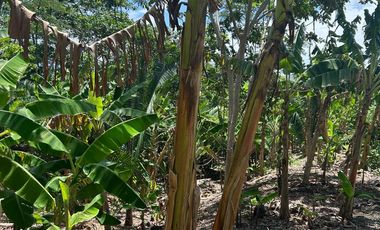 EXCLUSIVA CASA DE CAMPO CON 8.26 HAS EN TARAPOTO  / QUEBRADA Y CULTIVOS