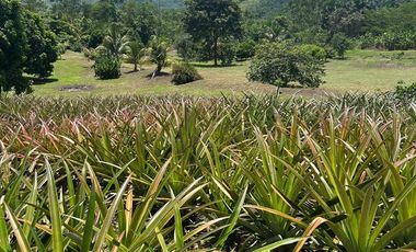 EXCLUSIVA CASA DE CAMPO CON 8.26 HAS EN TARAPOTO  / QUEBRADA Y CULTIVOS