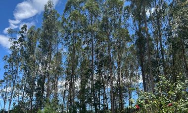 EXCLUSIVA CASA DE CAMPO CON 8.26 HAS EN TARAPOTO  / QUEBRADA Y CULTIVOS