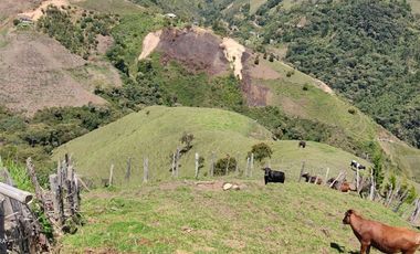 FINCA EN VENTA MONTEBELLO VEREDA EL CAUNZAL