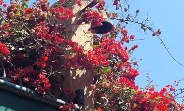 🌿 OPORTUNIDAD ÚNICA: FINCA URBANA EN SUNAMPE – CHINCHA 🌿