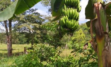 SE VENDE FINCA GANADERA – 26 HECTÁREAS VEREDA BUENA VISTA, YOPAL CASANARE