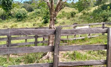 SE VENDE FINCA GANADERA – 26 HECTÁREAS VEREDA BUENA VISTA, YOPAL CASANARE