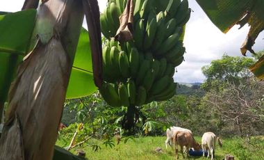 SE VENDE FINCA GANADERA – 26 HECTÁREAS VEREDA BUENA VISTA, YOPAL CASANARE