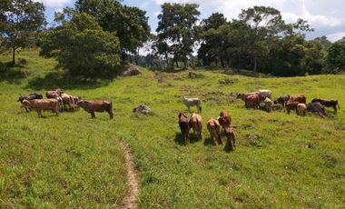 SE VENDE FINCA GANADERA – 26 HECTÁREAS VEREDA BUENA VISTA, YOPAL CASANARE