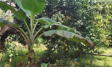 SE VENDE FINCA GANADERA – 26 HECTÁREAS VEREDA BUENA VISTA, YOPAL CASANARE