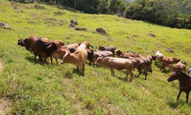 SE VENDE FINCA GANADERA – 26 HECTÁREAS VEREDA BUENA VISTA, YOPAL CASANARE