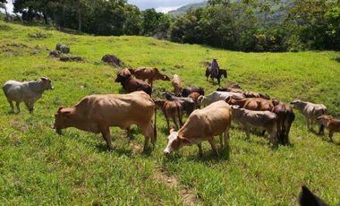 SE VENDE FINCA GANADERA – 26 HECTÁREAS VEREDA BUENA VISTA, YOPAL CASANARE