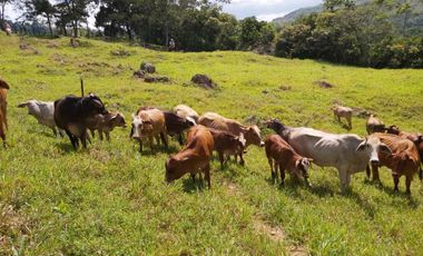 SE VENDE FINCA GANADERA – 26 HECTÁREAS VEREDA BUENA VISTA, YOPAL CASANARE