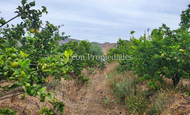 Leon Propiedades vende parcela con casa en Sector El Ajial, Curacaví.