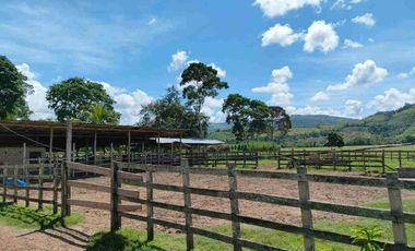 🔥 FUNDO GANADERO OPERATIVO 🔥 49.5 HA CON AGUA NATURAL + INFRAESTRUCTURA COMPLETA – TARAPOTO