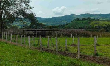 🔥 FUNDO GANADERO OPERATIVO 🔥 49.5 HA CON AGUA NATURAL + INFRAESTRUCTURA COMPLETA – TARAPOTO
