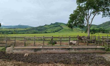 🔥 FUNDO GANADERO OPERATIVO 🔥 49.5 HA CON AGUA NATURAL + INFRAESTRUCTURA COMPLETA – TARAPOTO