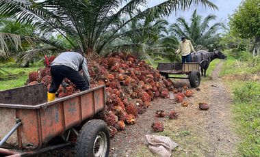 VENTA DE HACIENDO EN LAS GOLONDRINAS